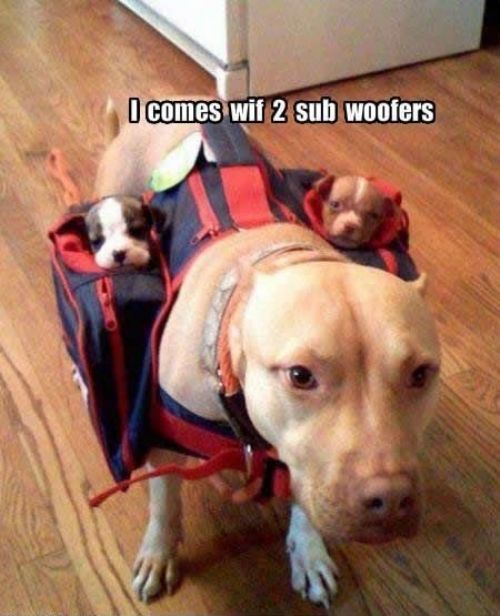 cute-dog-picture-2-sub-woofers.jpg