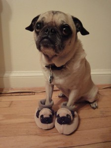 Dog Wearing Dog Shoes That Look Like Him