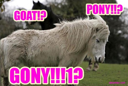 Goat? Pony? Gony?
